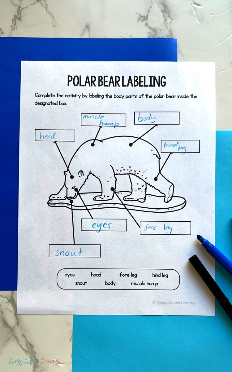 Polar Bear Worksheets