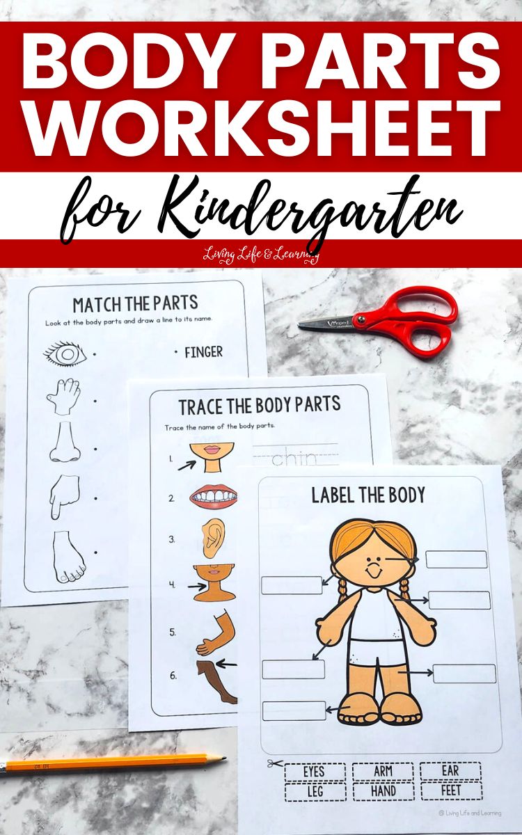 Three Body Parts Worksheets for Kindergarten on a table