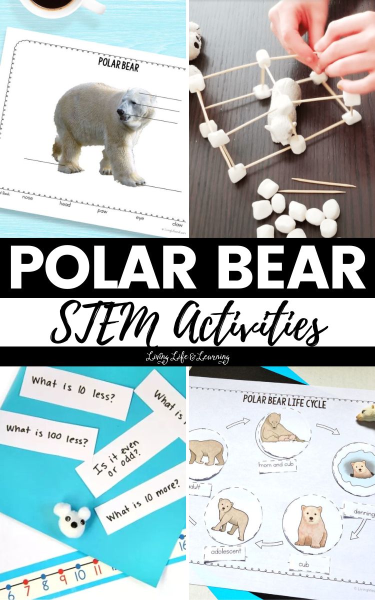 Polar Bear STEM Activities
