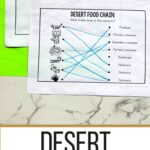 Desert Food Chain Printable