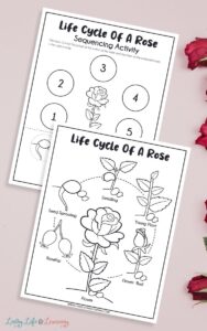 Rose Life Cycle Worksheets