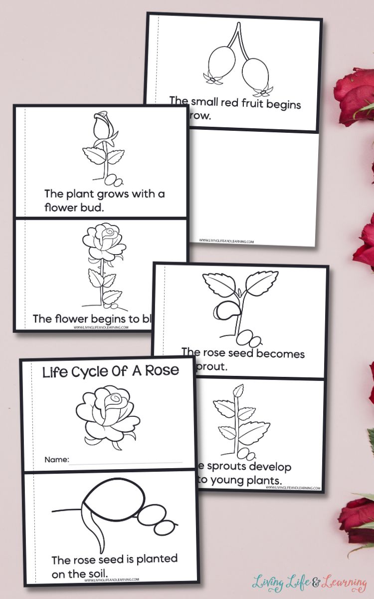 Four Rose Life Cycle Worksheets on a table