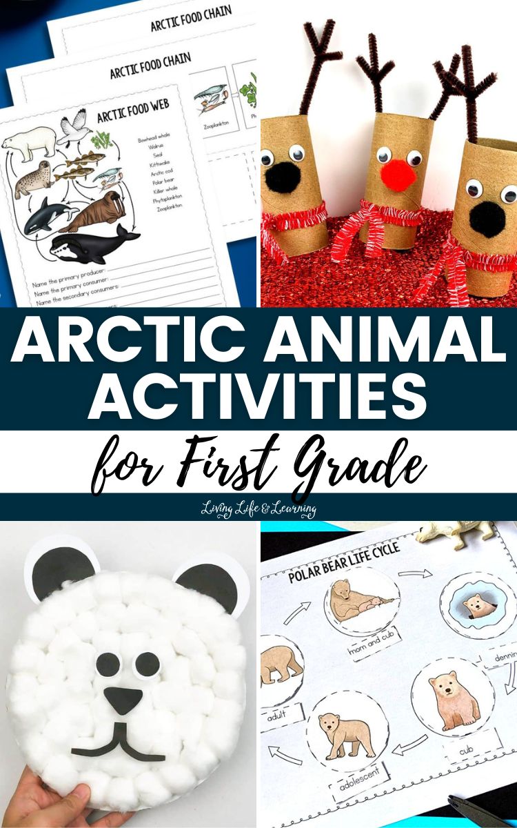 Arctic Animal Activities for First Grade