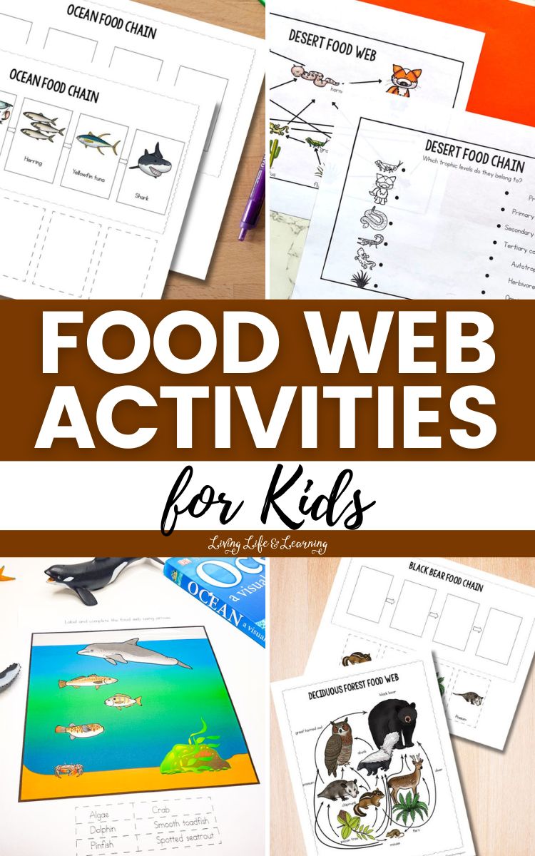 A collage of Food Web Activities for Kids