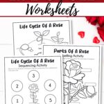 Three Rose Life Cycle Worksheets on a table