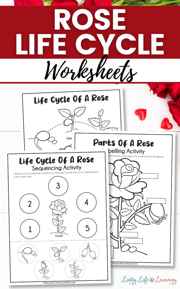 Three Rose Life Cycle Worksheets on a table
