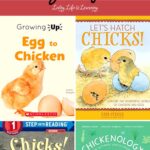 Chicken Life Cycle Books