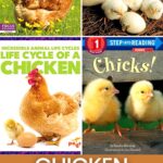 Chicken Life Cycle Books