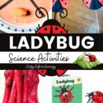A collage of Ladybug Science Activities
