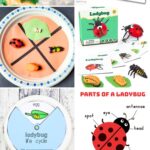 A collage of Ladybug Science Activities