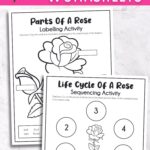 Two Rose Life Cycle Worksheets on a table