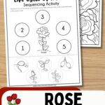Two Rose Life Cycle Worksheets on a table