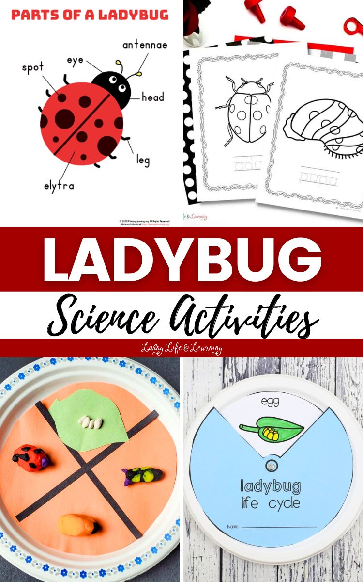 Ladybug Science Activities