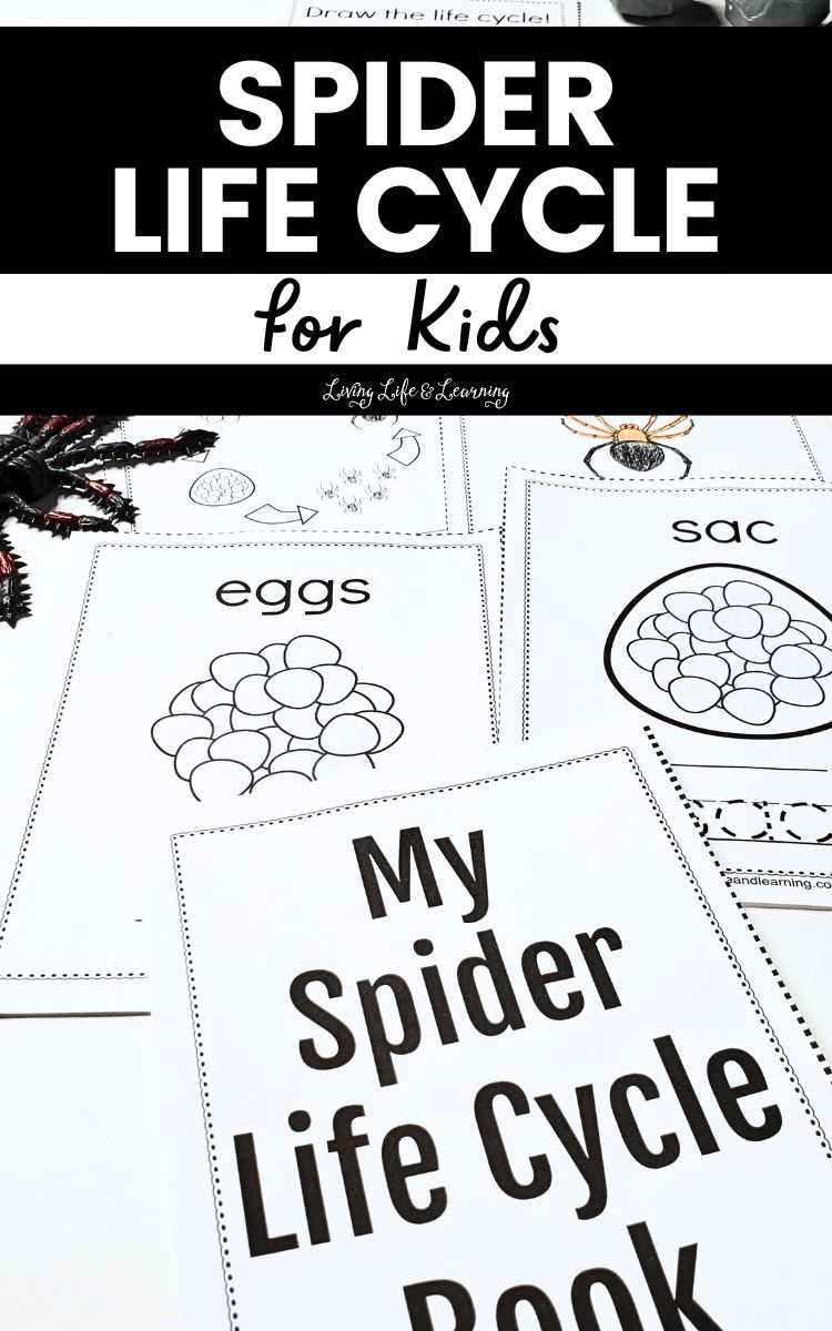 Spider Life Cycle for Kids