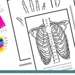 X-ray Coloring Pages
