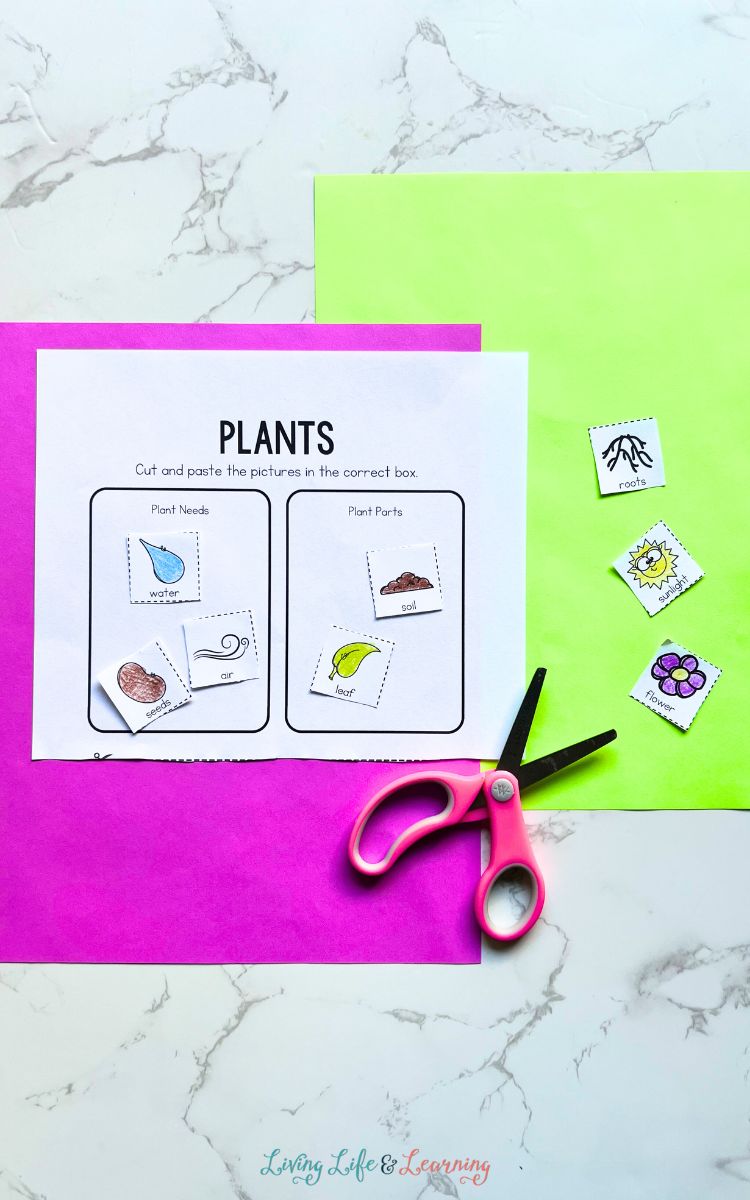 A Plants Worksheet for Kindergarten on a table.