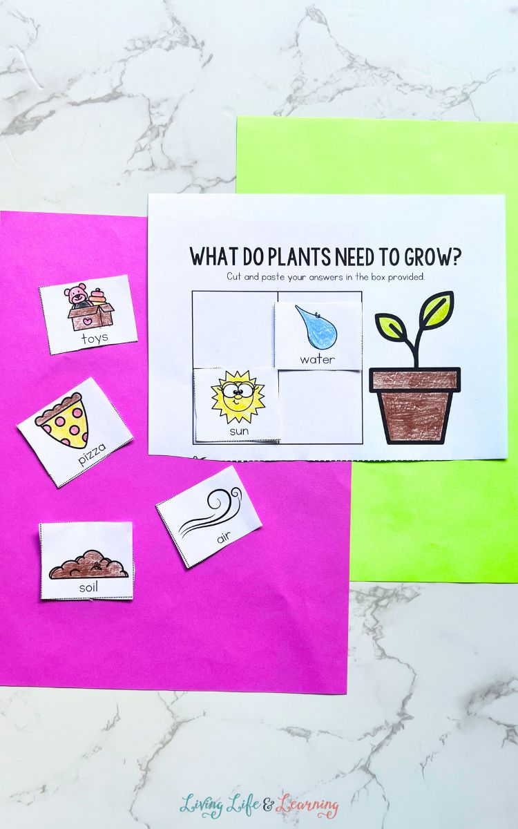 A Plants Worksheet for Kindergarten on a table.