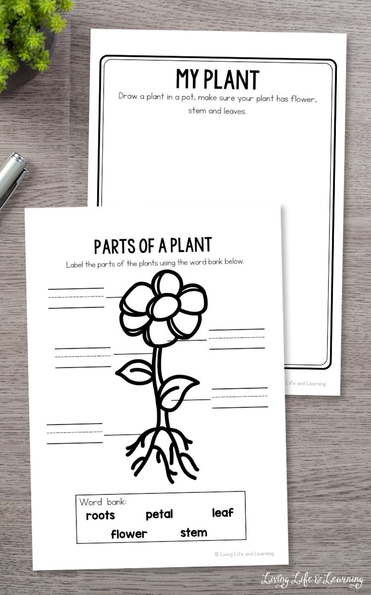 Two Plants Worksheets for Kindergarten on a table.