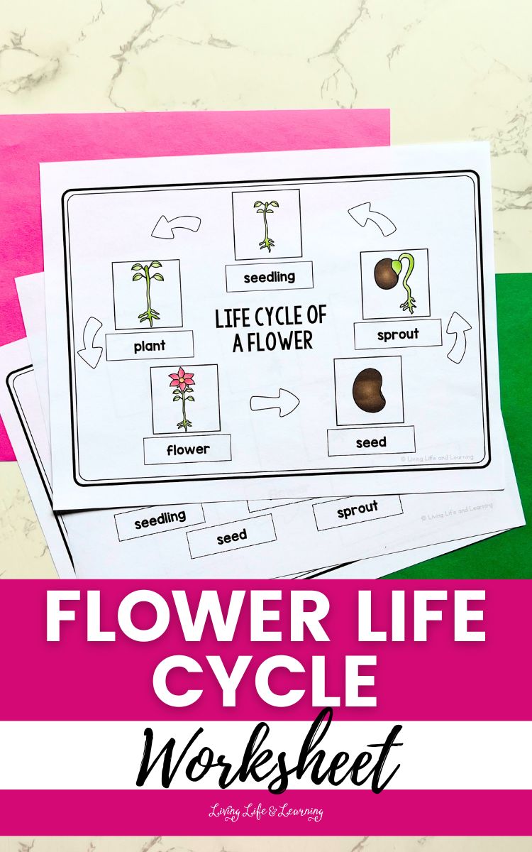 Flower Life Cycle Worksheet