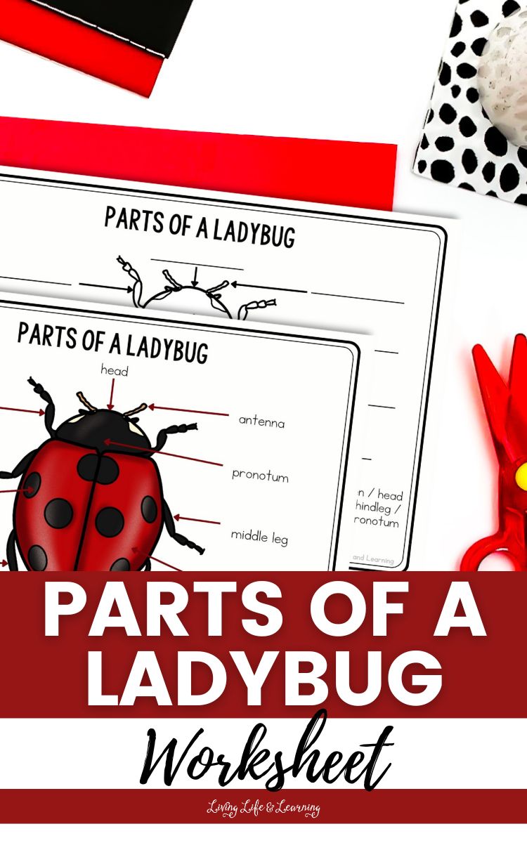 Parts of a Ladybug Worksheet