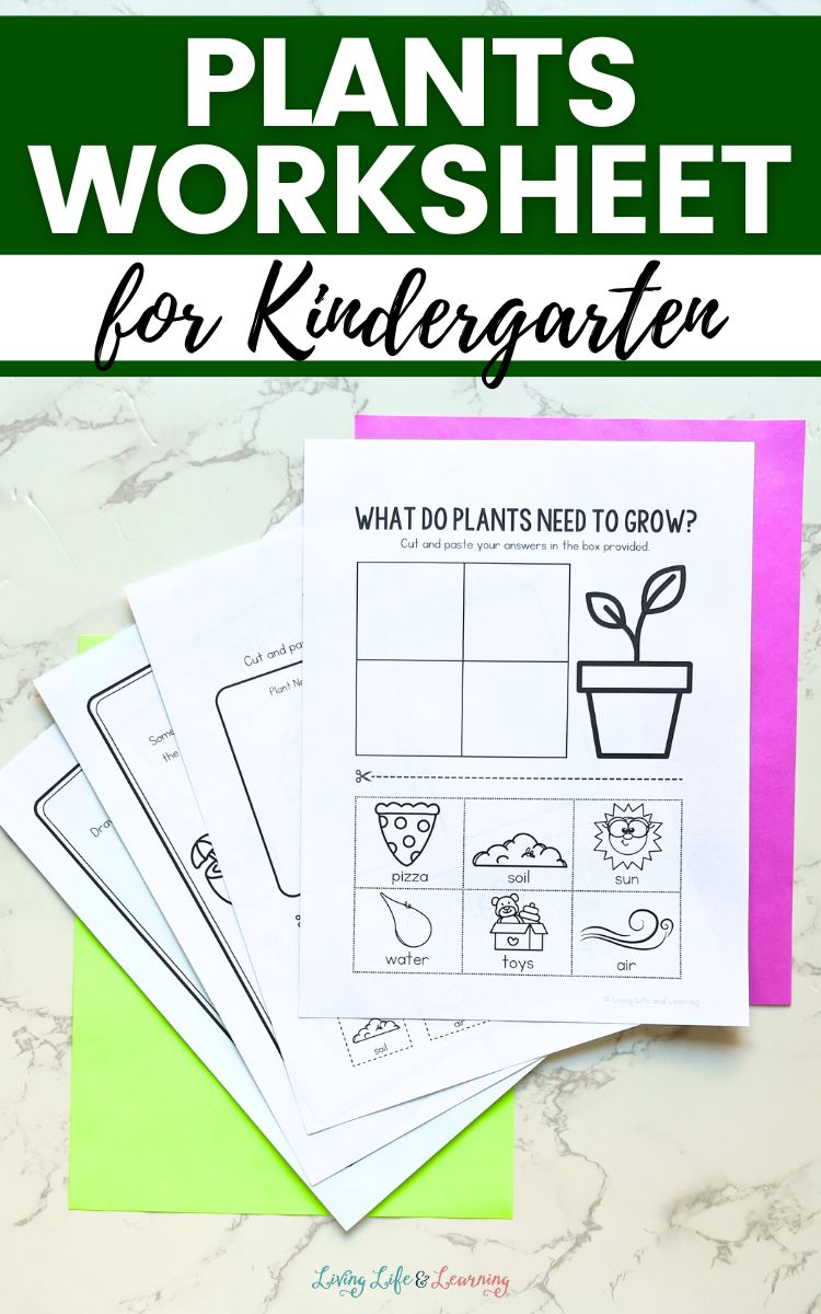 Plants Worksheet for Kindergarten