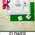 Flower Life Cycle Worksheet