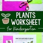 Two images of Plants Worksheet for Kindergarten on a table.