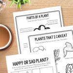 Preschool Plant Worksheets