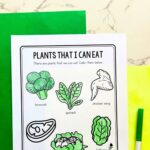 Preschool Plant Worksheets