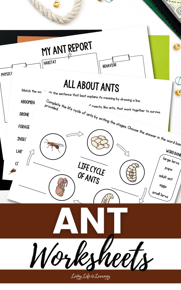 Ant Worksheets