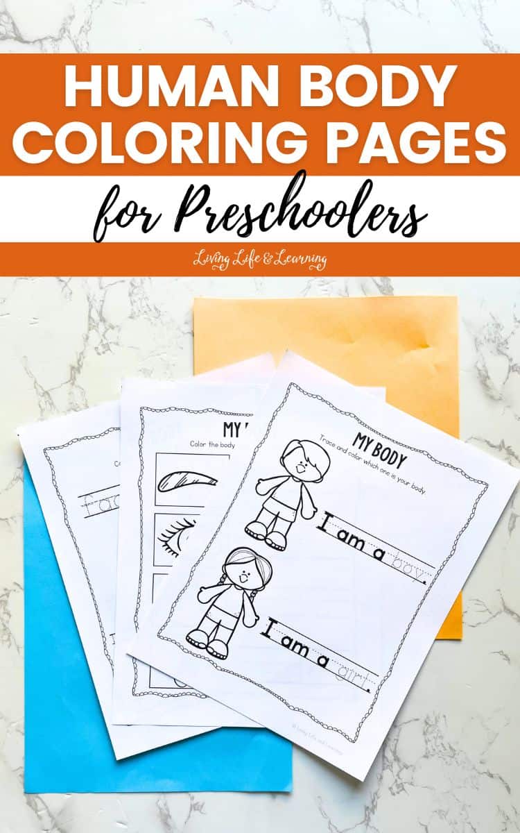 Three Human Body Coloring Pages for Preschoolers on a table