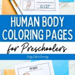 Two images of the Human Body Coloring Pages for Preschoolers