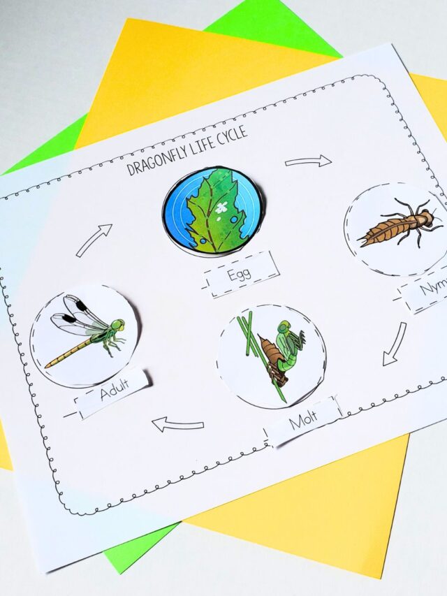 Dragonfly Life Cycle Worksheets Story
