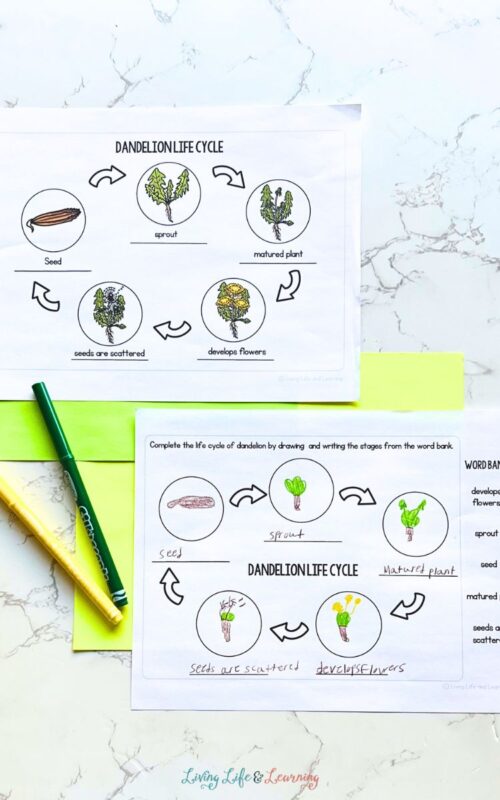 Life Cycle of a Dandelion Worksheet