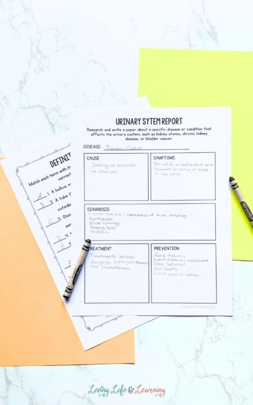 Urinary System Worksheets: Engaging Human Body Printable