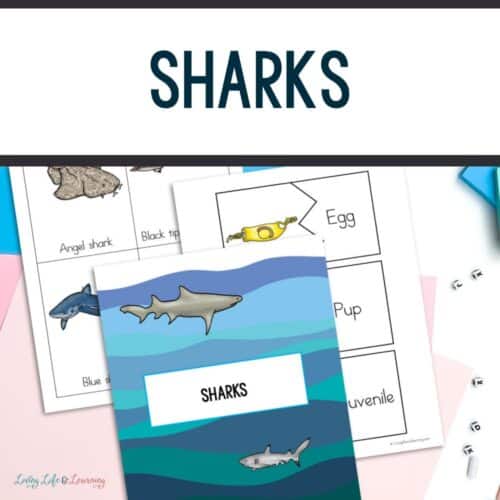 Shark Fun Facts Printable Featuring Five Activities to Engage Kids