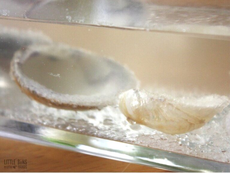 Beach Themed Science Activities for Fun Learning This Summer