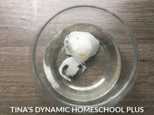 Beach Themed Science Activities for Fun Learning This Summer