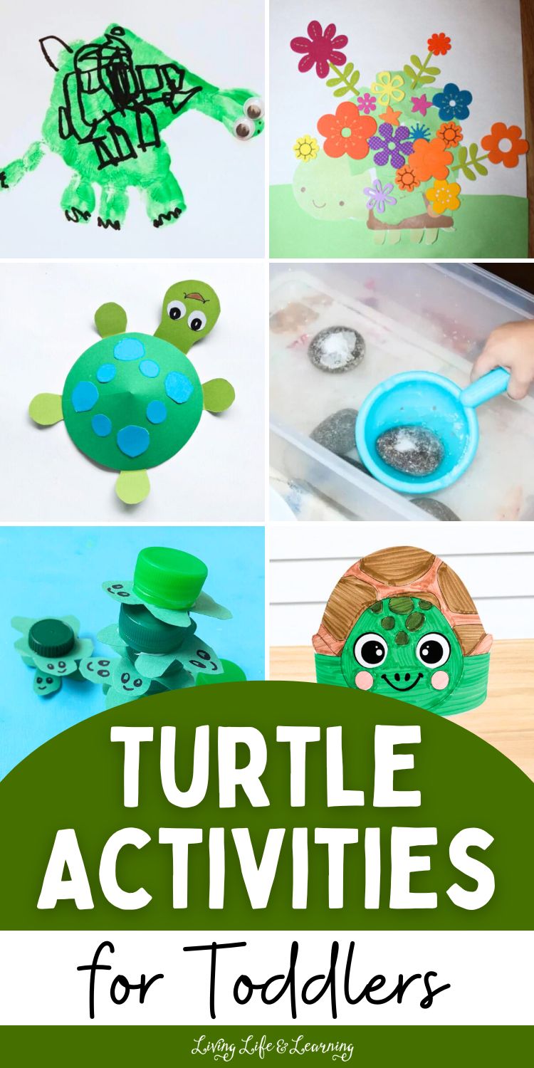 Turtle Science Activities Turtle Activities for Toddlers: Engaging Learning Fun