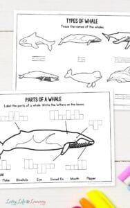 Whale Worksheets for Kindergarten: Engaging Ocean Activities