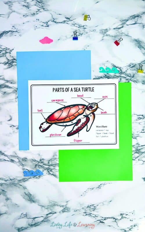 turtle section complete! Images High Quality Grahic Parts of a Sea Turtle Worksheets: Explore Ocean Science