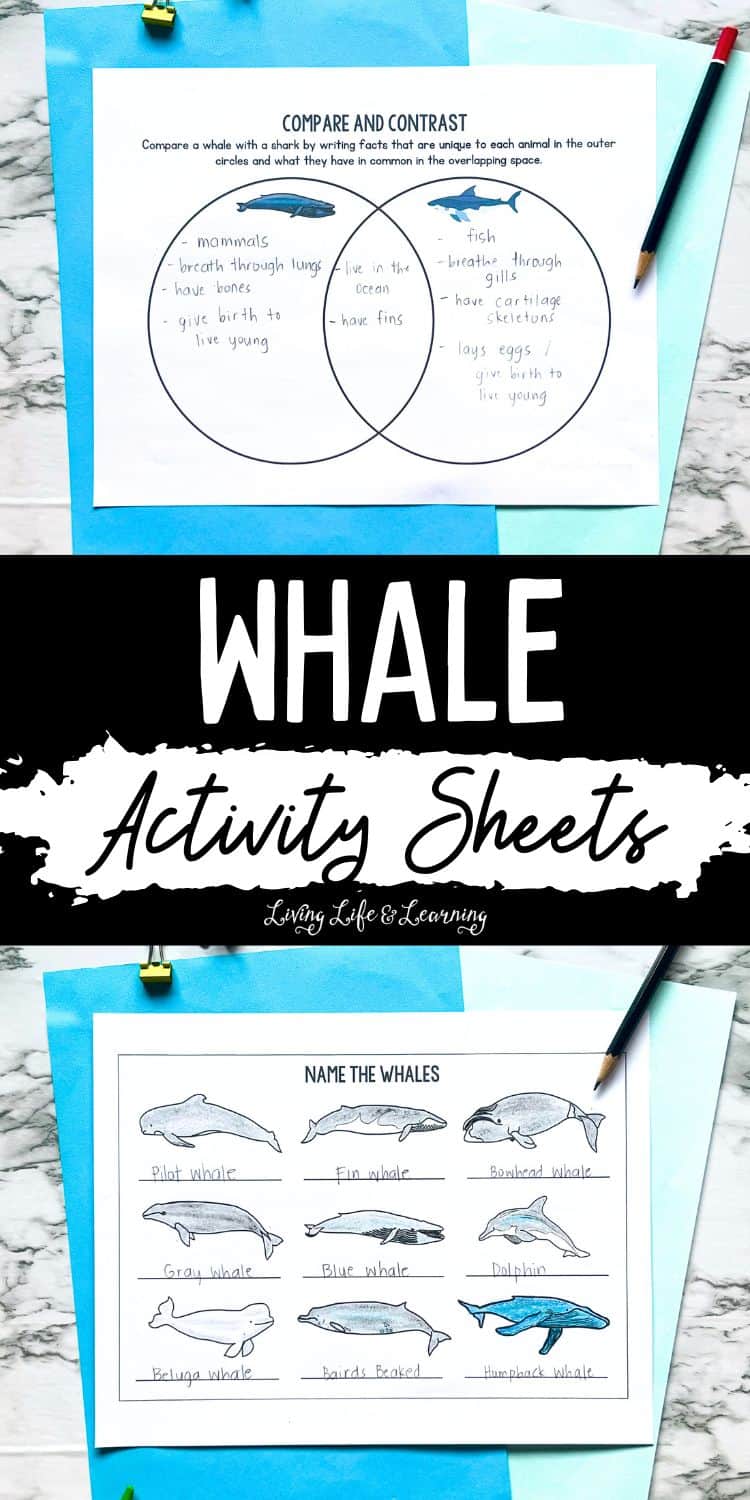 Whale Activity Sheets: Easy Ocean Fun