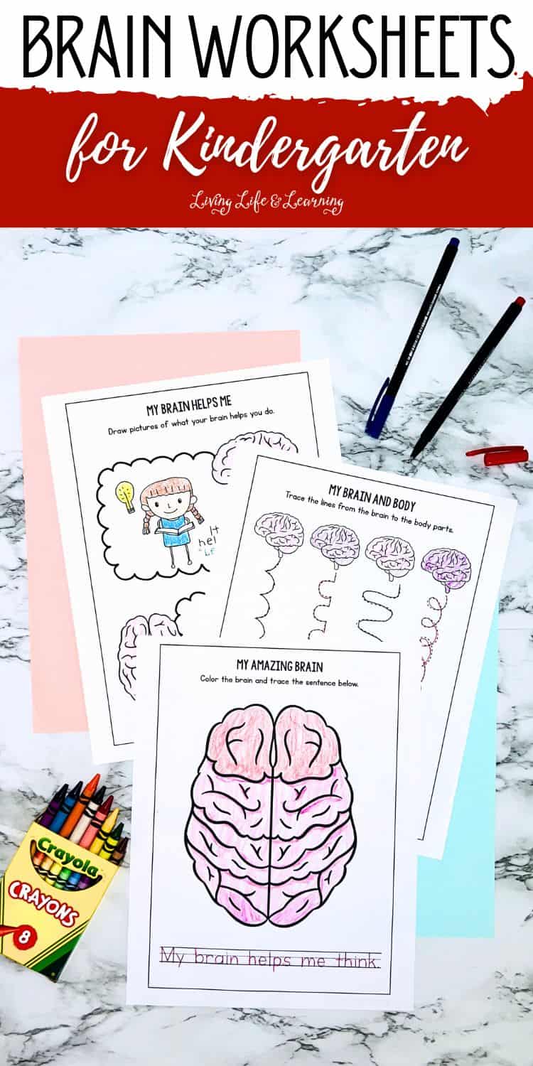 Brain Worksheets for Kindergarten: Teaching Brain Basics