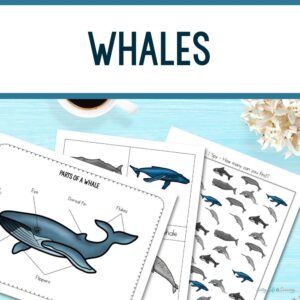 Whale Activity Sheets: Easy Ocean Fun