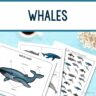 Whale Activity Sheets: Easy Ocean Fun