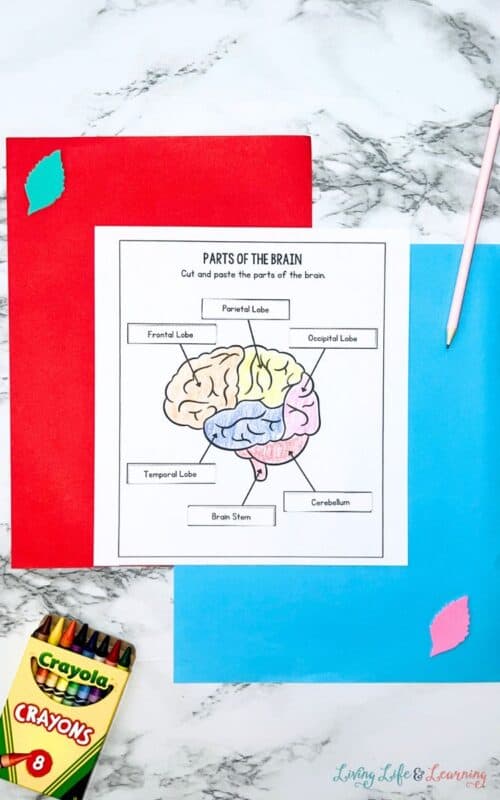 Brain Labeling Worksheets to Explore the Human Brain