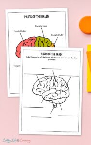 Brain Labeling Worksheets to Explore the Human Brain