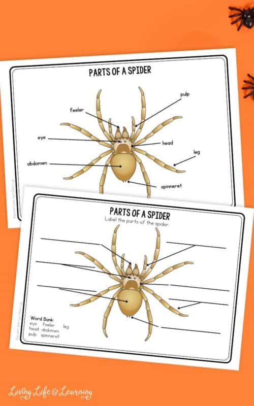 Spider Learning Spider Worksheets for Kids: Enhance Learning with Fun