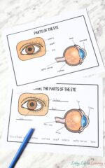 Parts of the Eye for Kids Worksheet Fun Learning