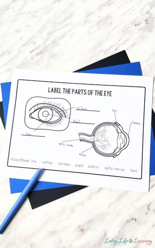 Parts of the Eye for Kids Worksheet Fun Learning